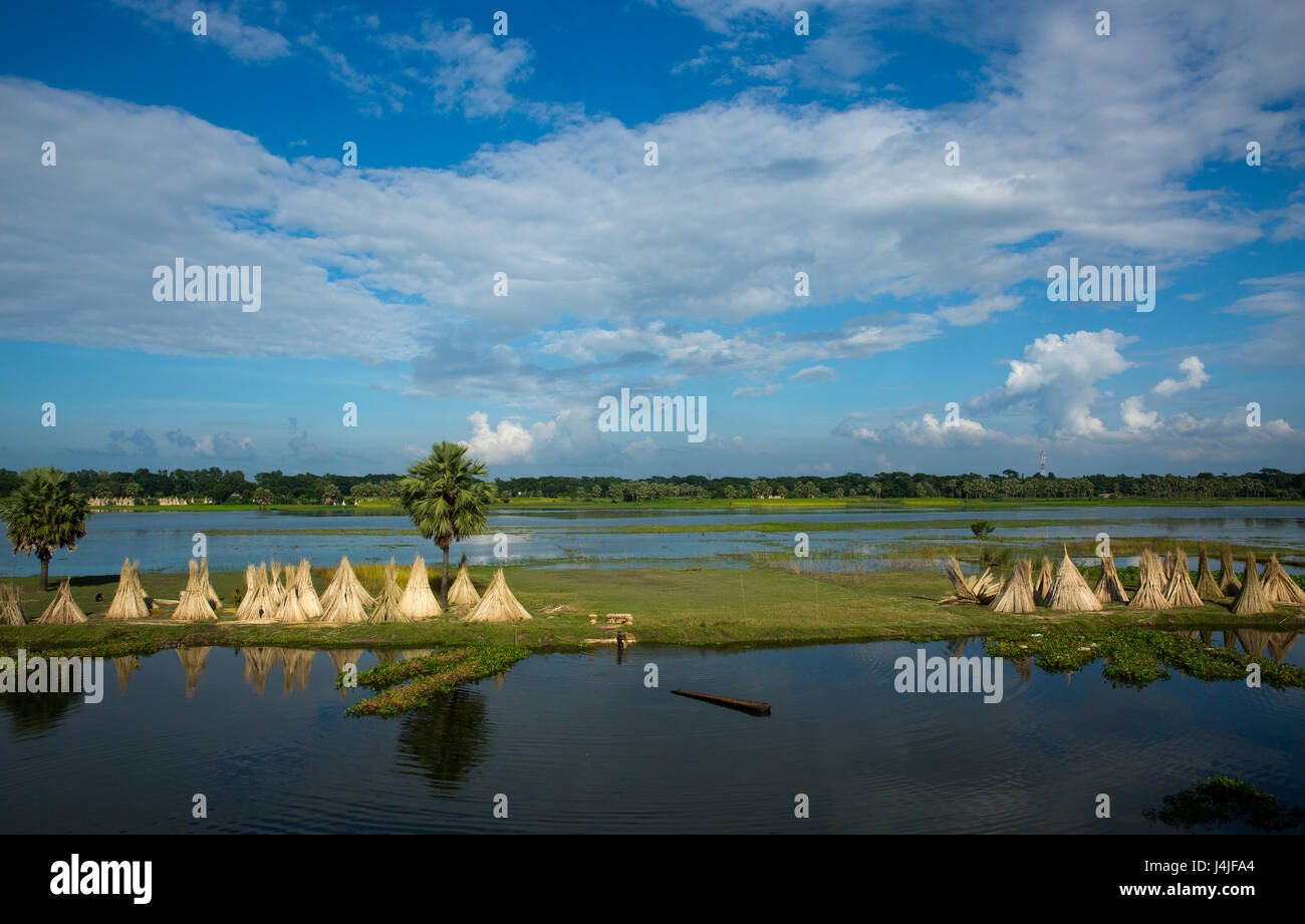Jute-Sticks bleiben der Sonne trocknen. Gopalganj, Bangladesch. Stockfoto