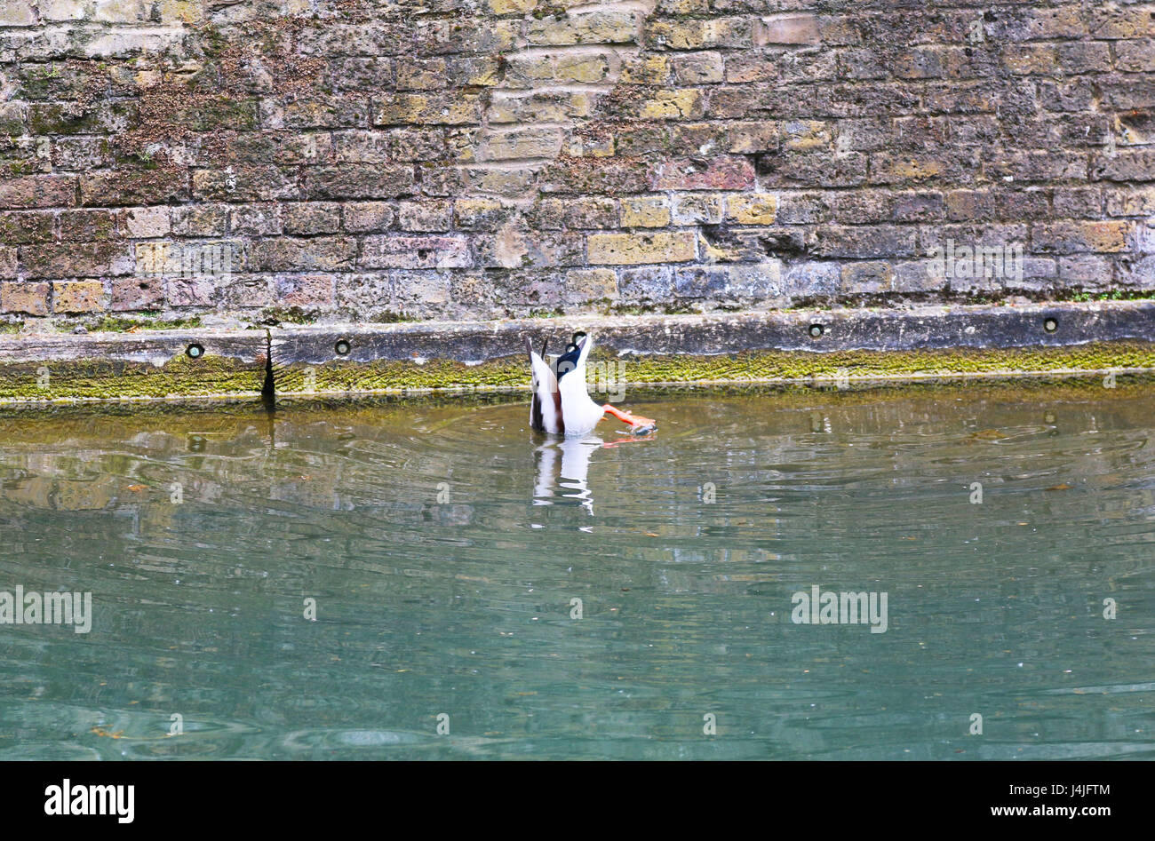 Ente in Stadt Kanal Tauchen Stockfoto