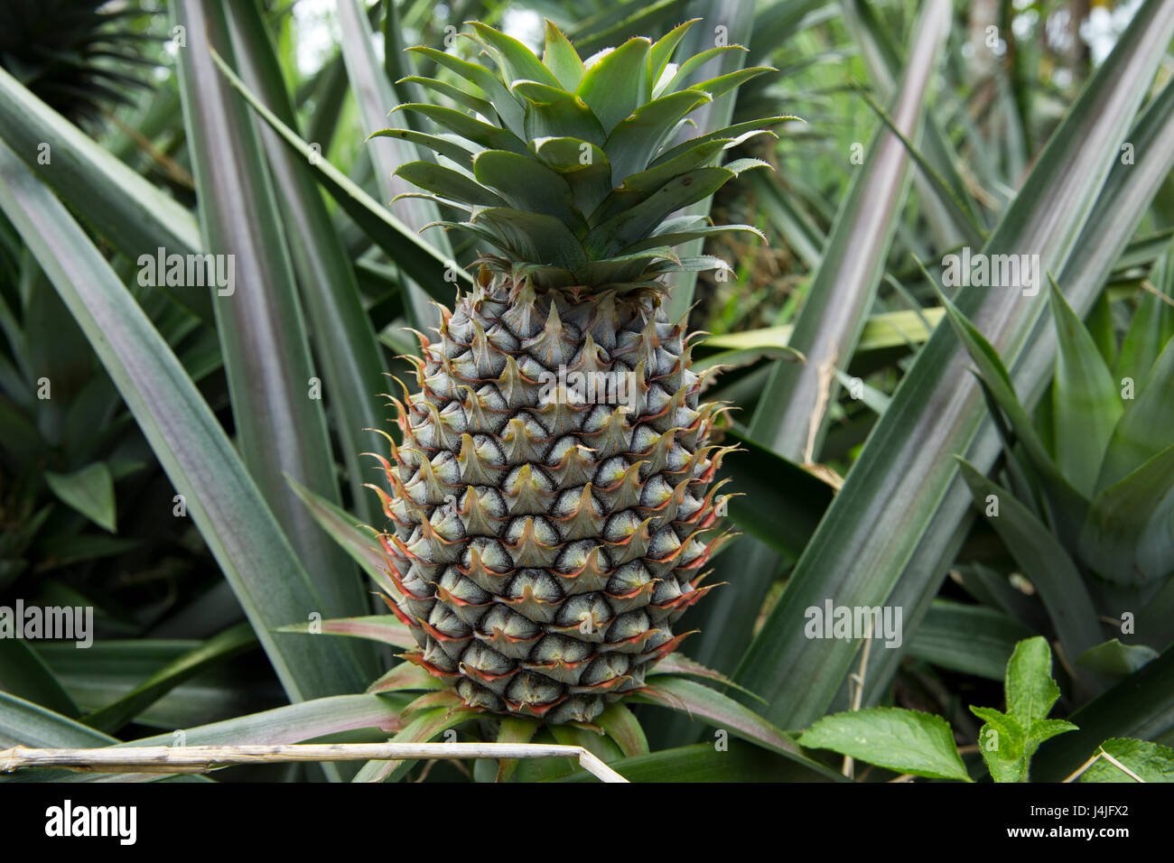 Ananasplantage in Modhupur in Tangail. Bangladesch Stockfoto