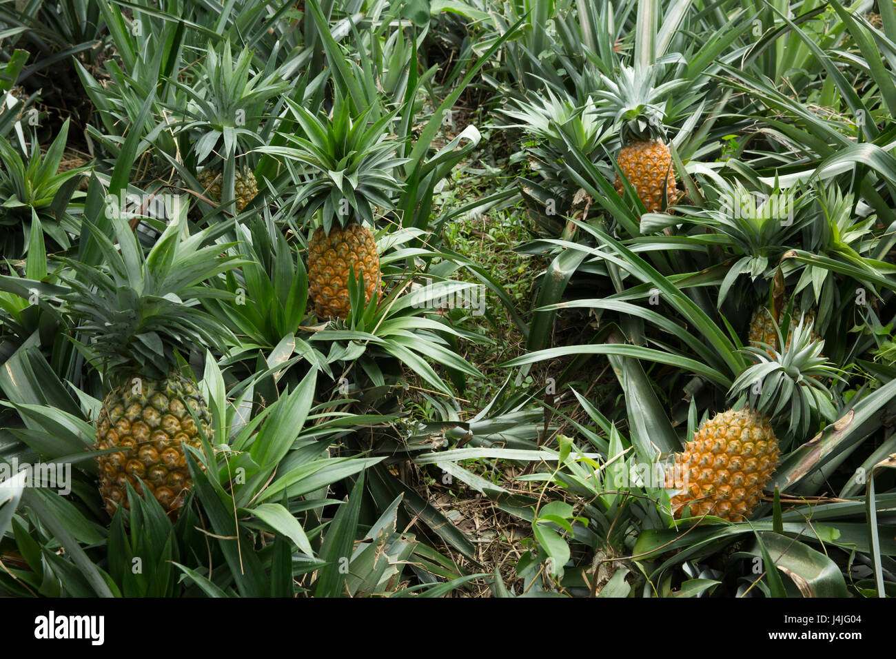 Ananasplantage in Modhupur in Tangail. Bangladesch Stockfoto