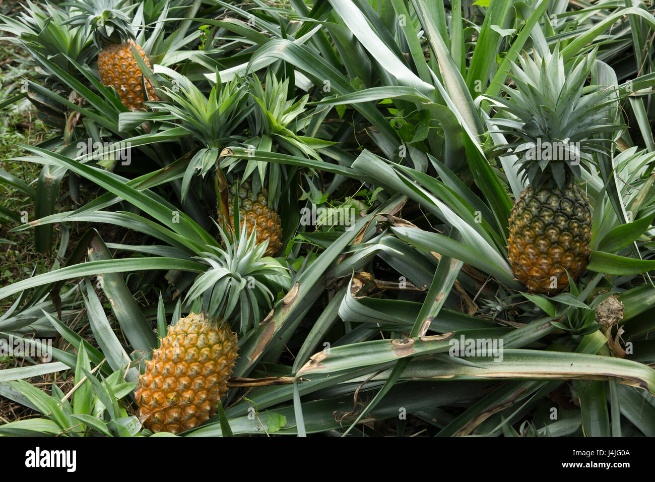 Ananasplantage in Modhupur in Tangail. Bangladesch Stockfoto
