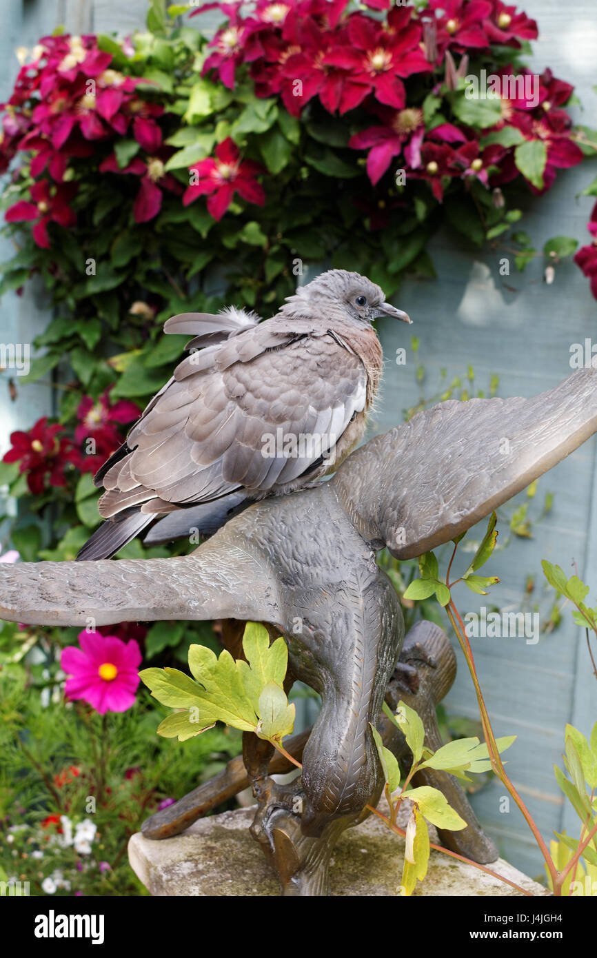 Taube sitzt auf einem Messing-Vogel im Garten Stockfoto