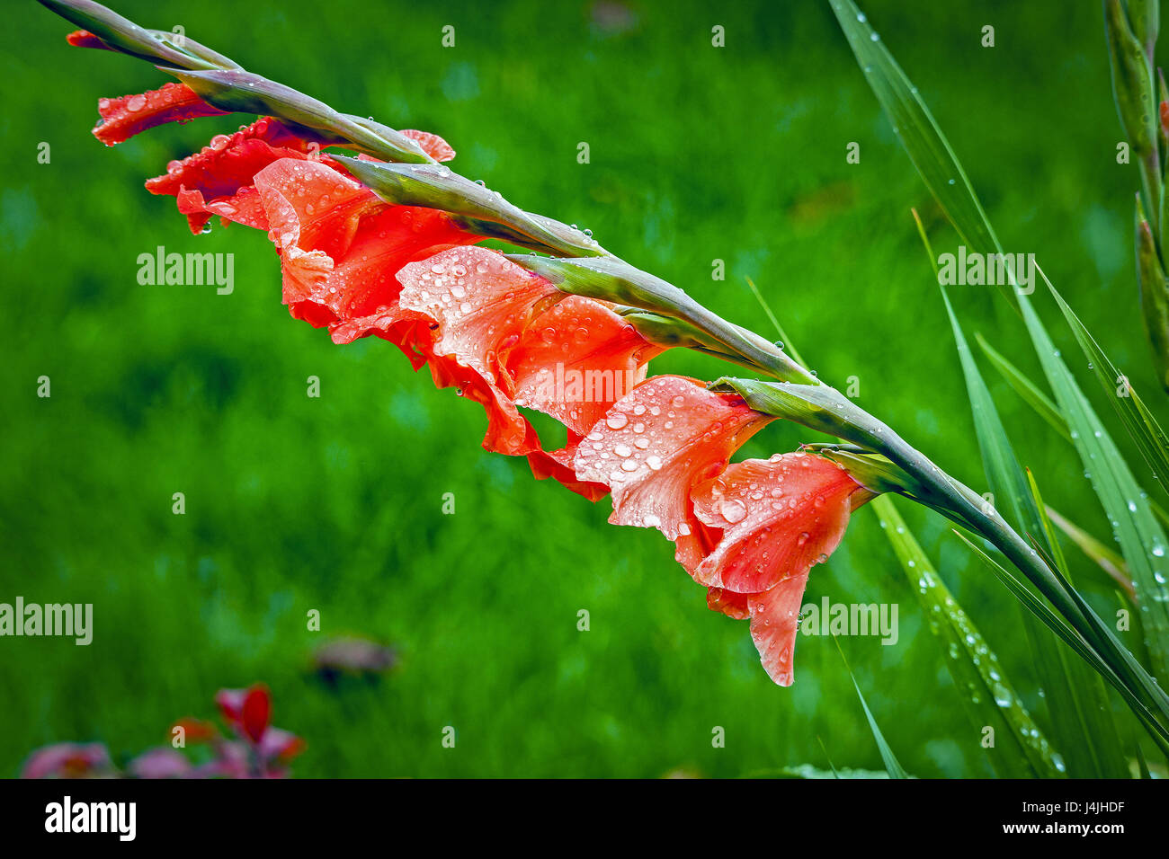 Eine orange Gladiolus Stiel Blüten im Regen auf einem weichen, grünen Hintergrund isoliert. Stockfoto