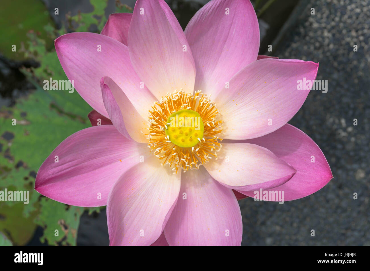 Einzigen rosa Lotus Blume Nahaufnahme in Bali, Indonesien Stockfoto