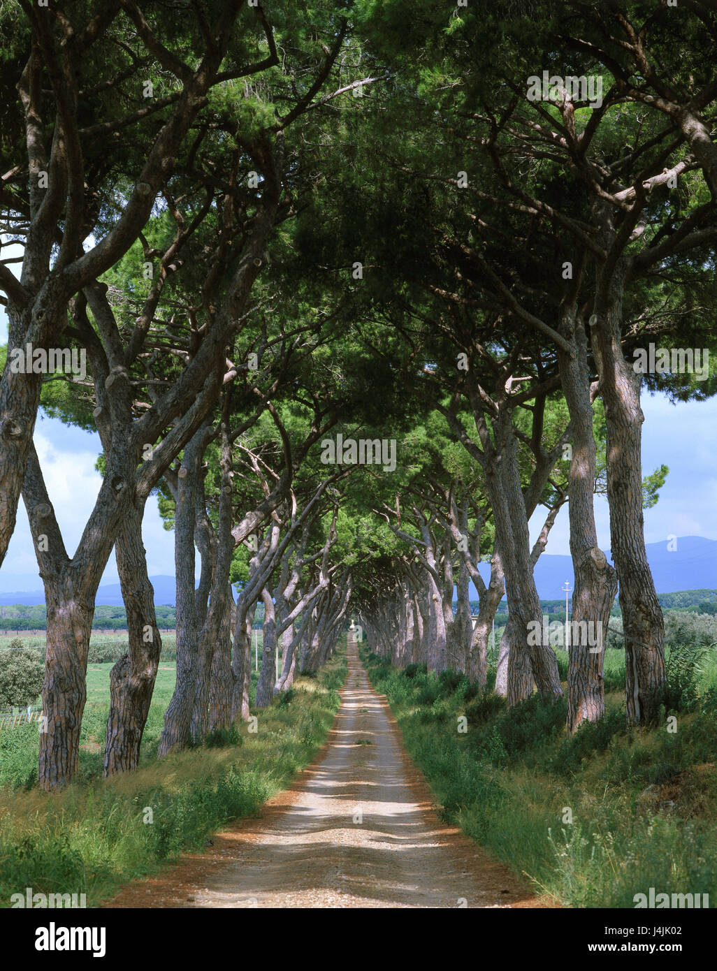 Italien, Toskana, Pine Avenue Europa, Landschaft, Avenue, Pinien, Pinus