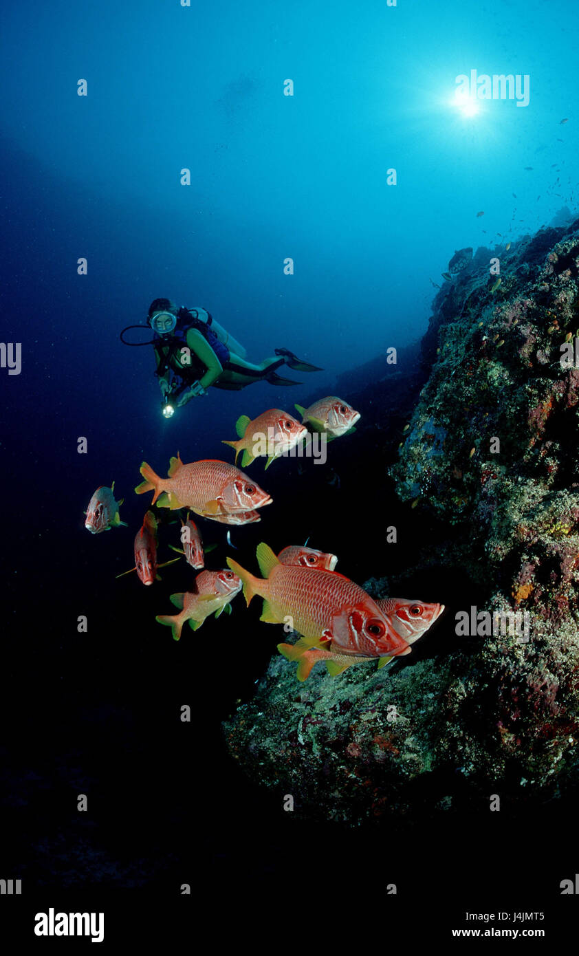 Große Spitze Husaren Fisch, Sargocentron Spiniferum, Taucher, Korallenriff Stockfoto
