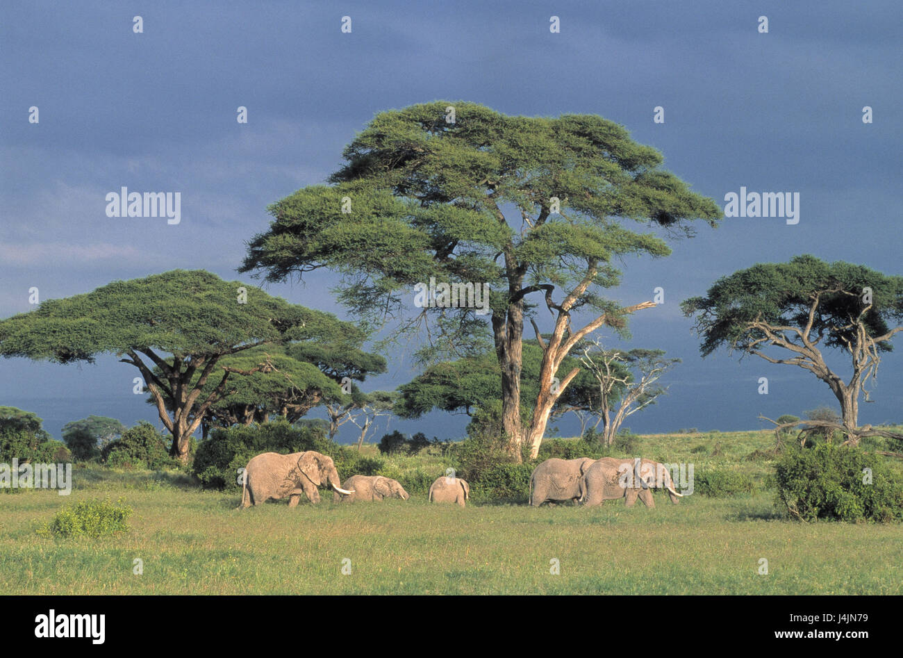 Afrikanische Elefanten, konzentriert, Loxodonta Africana Afrika, Wildlife, Tiere, Wildtiere, Stamm Tier, Landsäugetier, Dickhäuter, Säugetier, Elefant, Elefanten Schwerpunkte, Wanderung Stockfoto