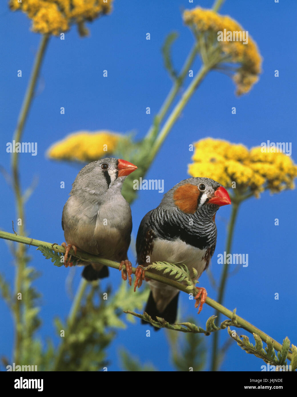 Wiese, Blumen, Zebrafinken, Taeniopygia Guttata Flora, Tier, Zebrafinken, Finch, Vogel, zwei, Glanz-Finch, Zebrafinken paar, Männlich, Weiblich, Stockfoto