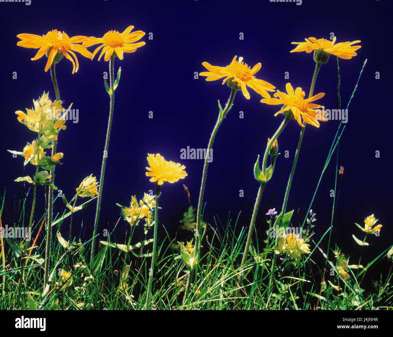 Arnika, Arnica Montana, [M] draußen, Sommer, Heilpflanzen, Berg