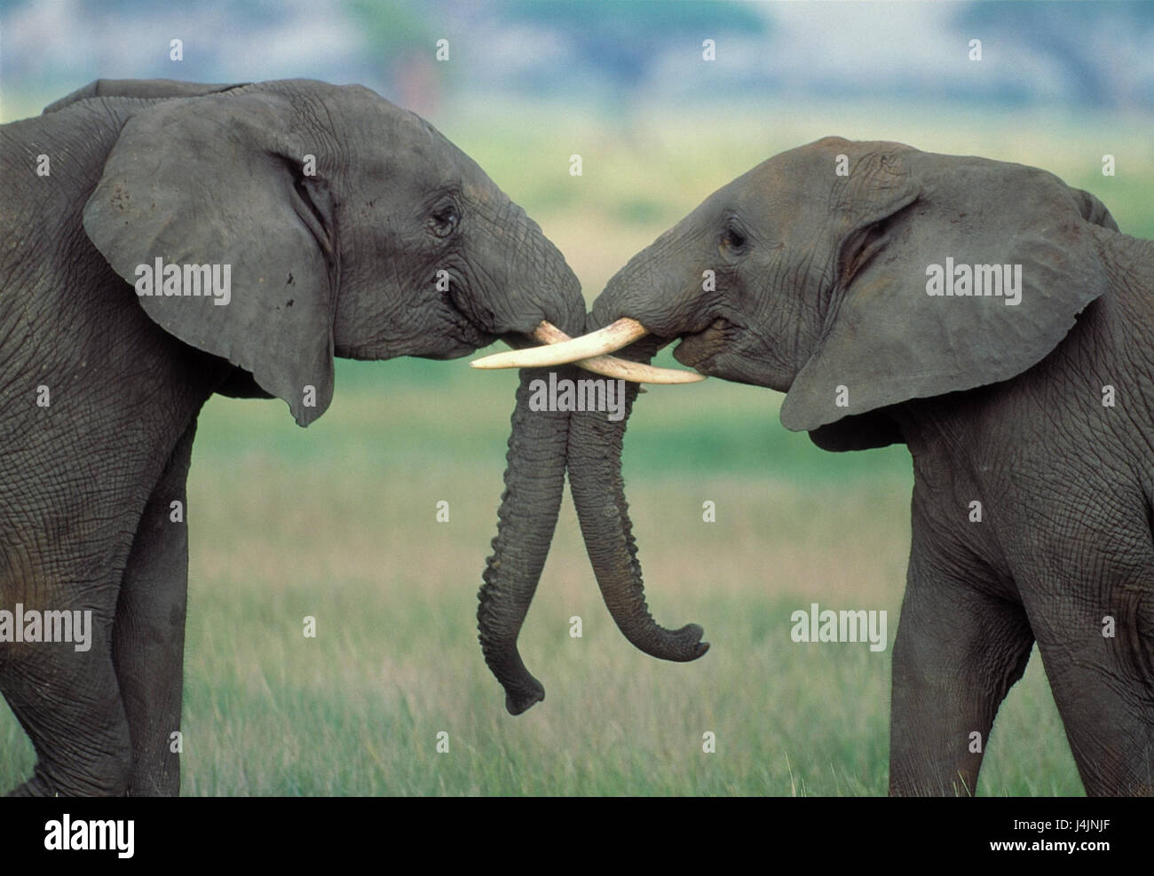Afrikanische Elefanten, Loxodonta Africana, Touch, Stamm Afrika, Tiere, Wildtiere, Stamm Tier, Landsäugetier, Dickhäuter, Säugetier, Elefant, Elefanten, zwei, in der Nähe Stockfoto