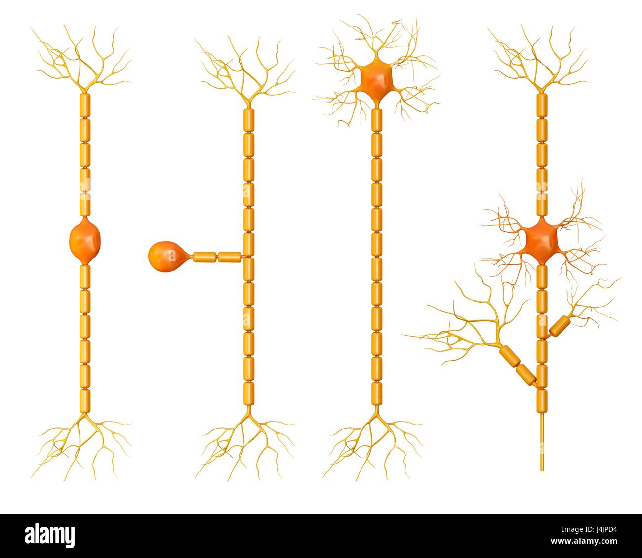 Illustration von Nervenzellen im menschlichen Gehirn. Stockfoto