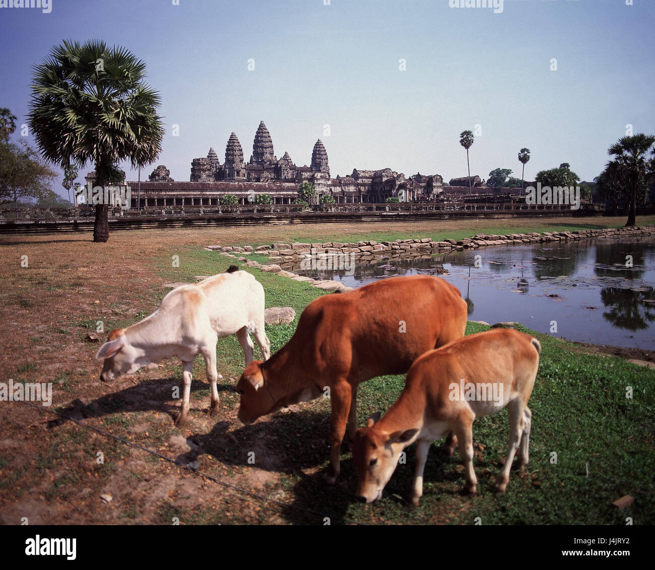 Kambodscha, Angkor Wat, Khmer-Tempel, Wiese, Kühe außerhalb, nahe Siem Reap, König Suriyavarman II baut, 1110-1150, Khmer Klassik, sakrale Bau, Tempel-Anlage, Tempel, glauben, Religion, Teich Stockfoto