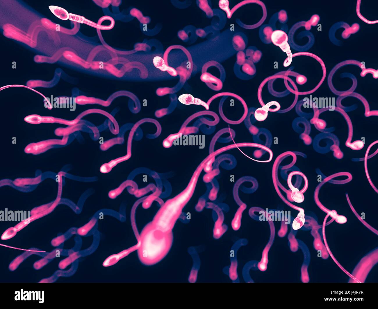 Sperm Fotos und Bildmaterial in hoher Auflösung Alamy