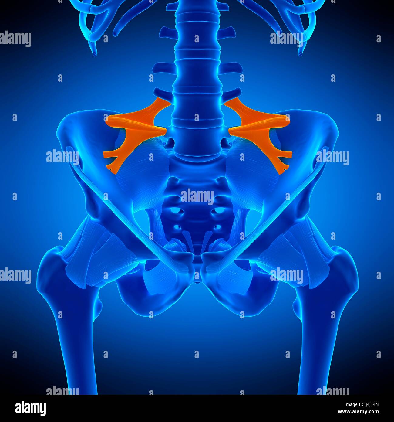 Iliolumbales Ligament Fotos Und Bildmaterial In Hoher Aufl sung Alamy iliolumbales-ligament-fotos-und-bildmaterial-in-hoher-aufl-sung-alamy