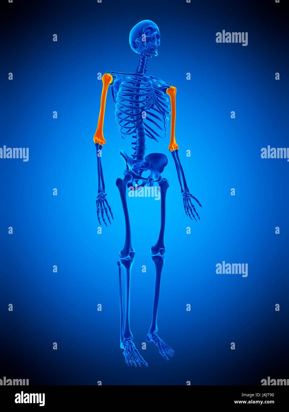 Abbildung der Oberarmknochen Knochen Stockfotografie Alamy