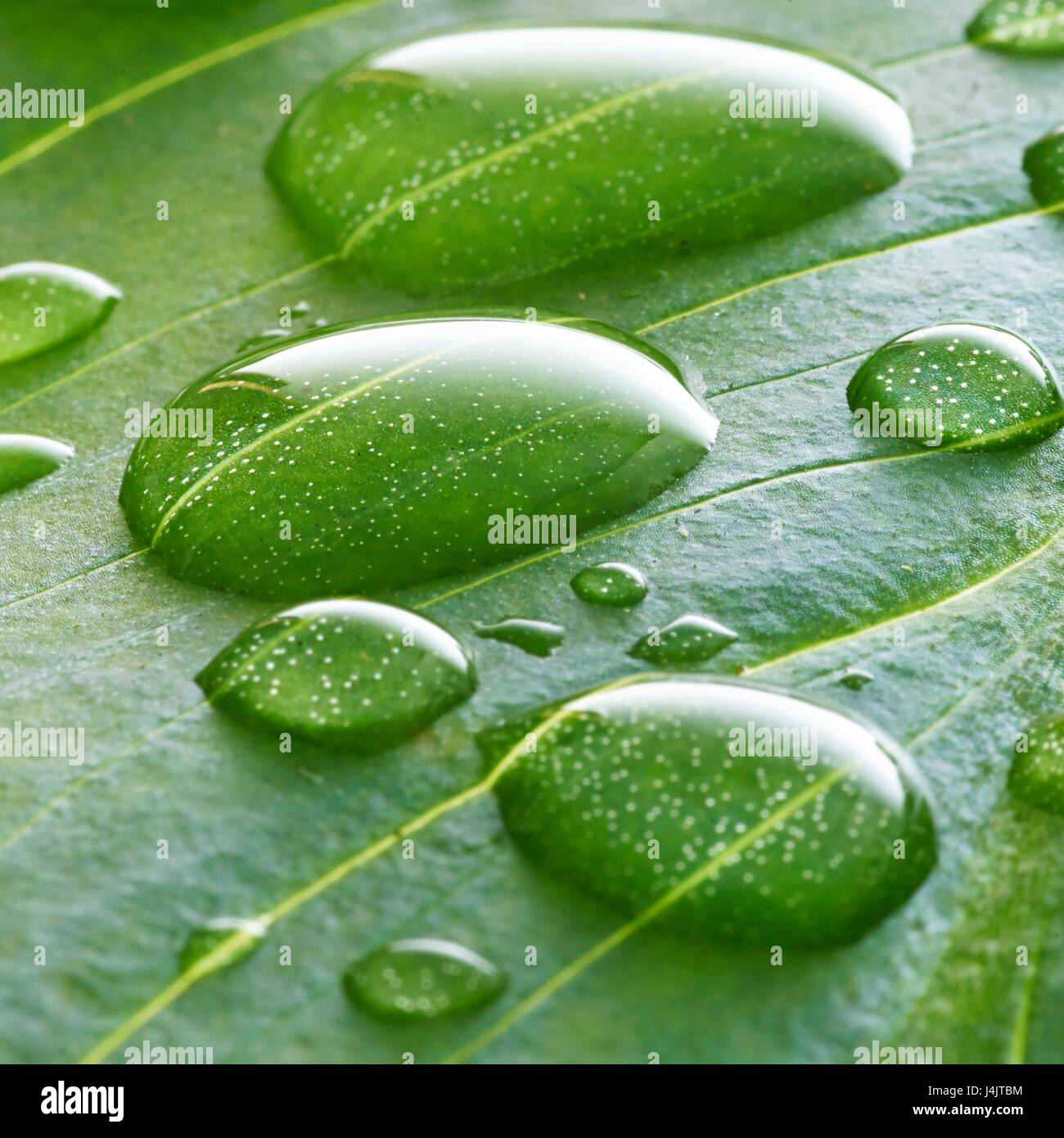 Seerosen-Blatt mit Wassertropfen. Stockfoto