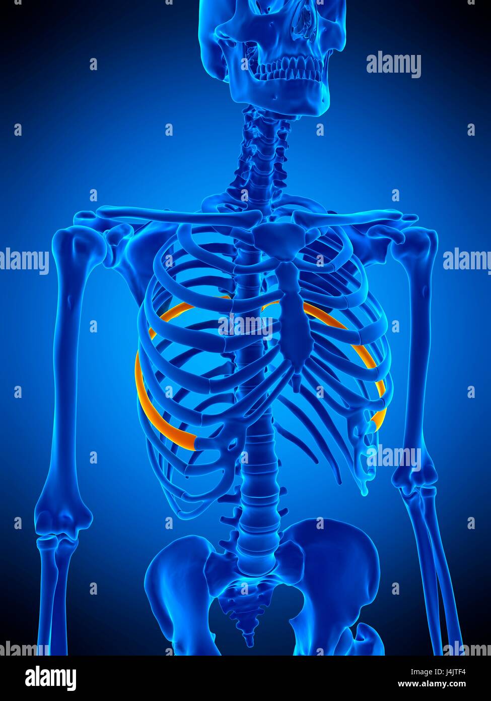 Abbildung der siebten Rippe Stockfotografie Alamy