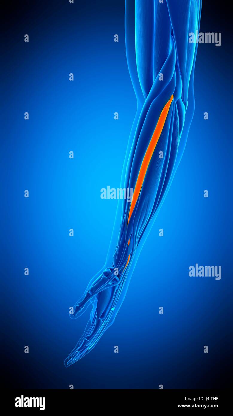 Illustration der Beinstrecker Carpi Radialis Brevis Muskel. Stockfoto