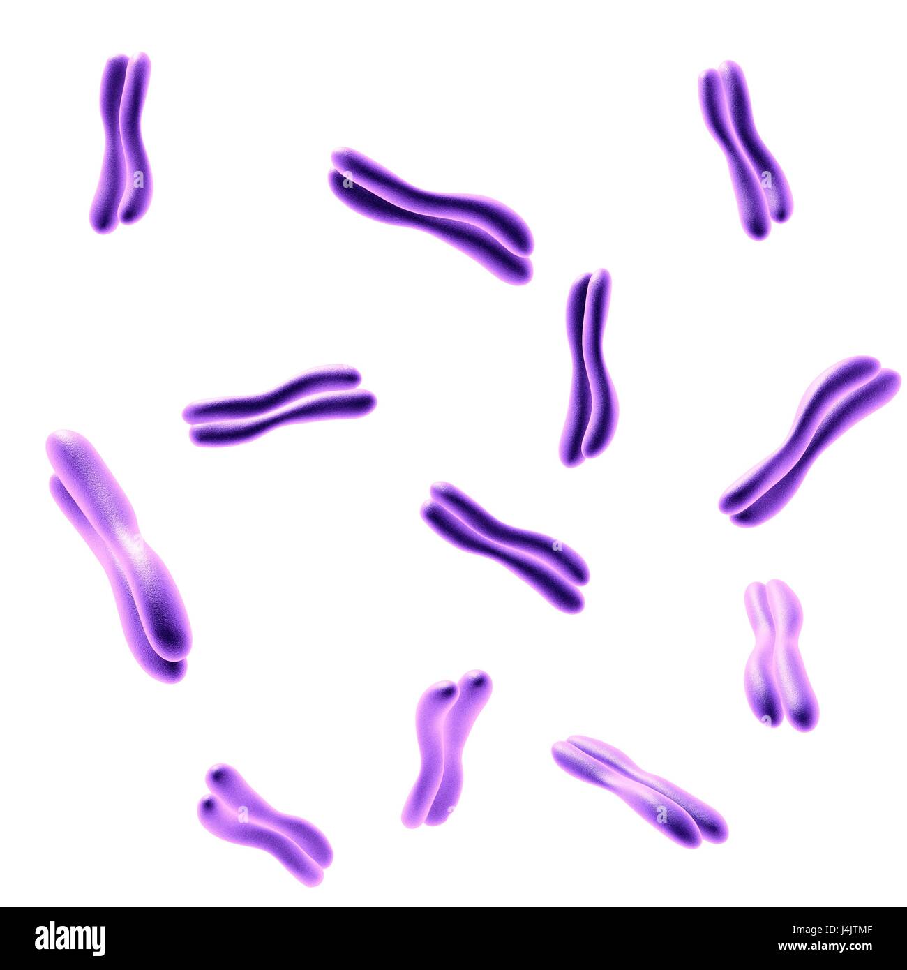 Abbildung der menschlichen Chromosomen. Stockfoto