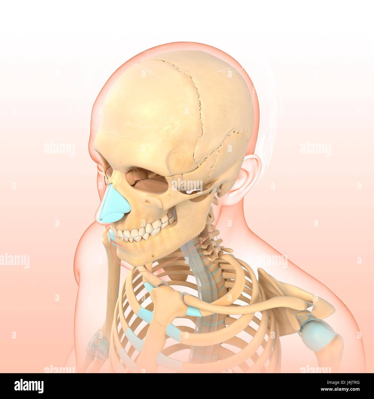 Abbildung eines Teils eines menschlichen Skeletts. Stockfoto
