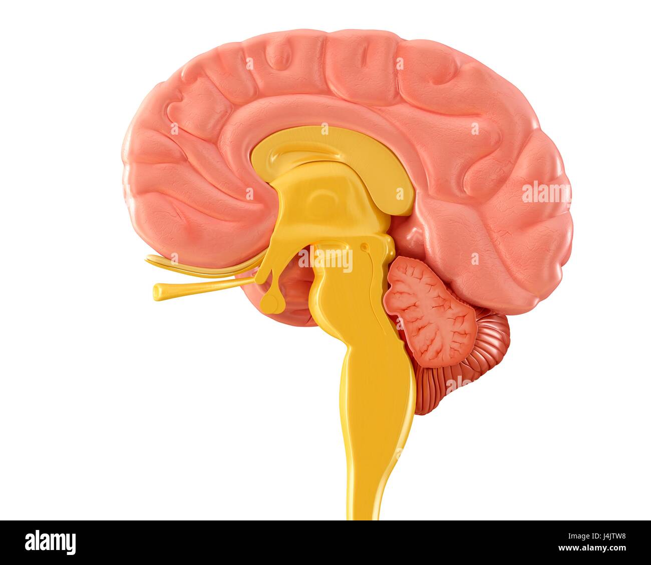 Illustration einer sagittalen Mittelteil des menschlichen Gehirns. Stockfoto