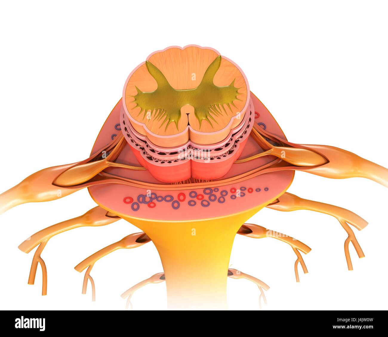 Abbildung eines Querschnitts durch einen menschlichen Rückenmark. Stockfoto