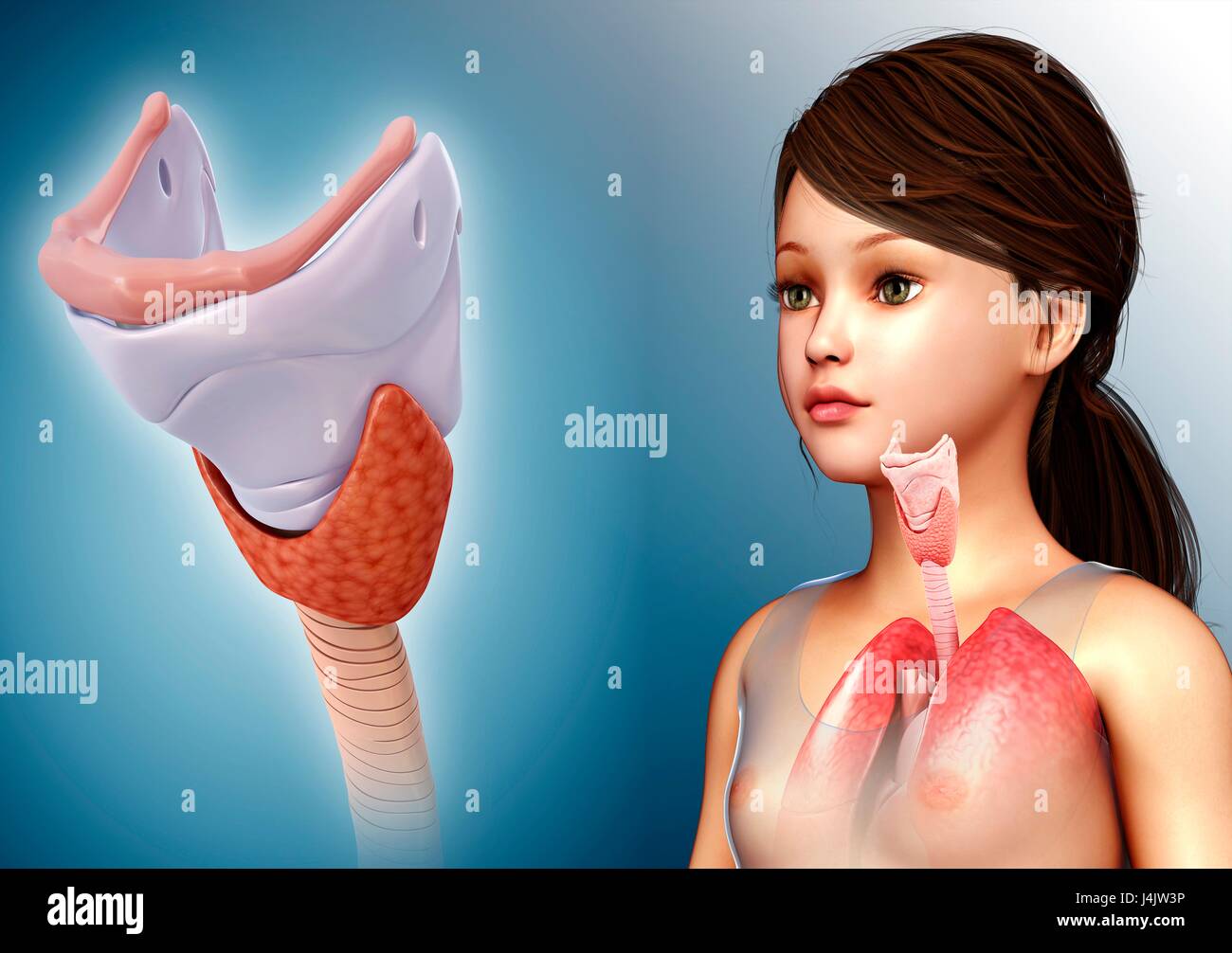 Abbildung der Anatomie der Schilddrüse und Knorpel des Kindes. Stockfoto