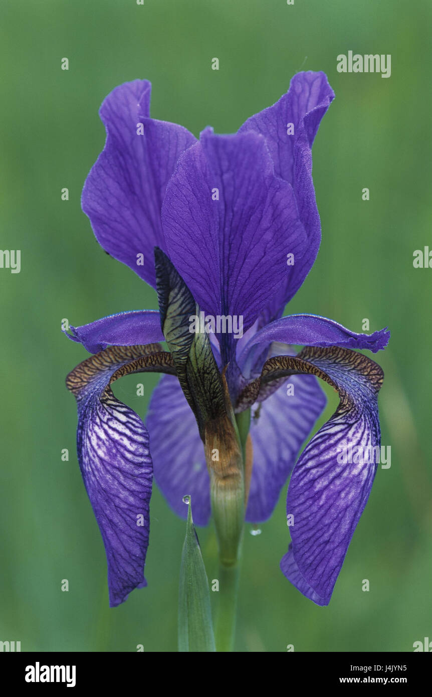 Iris sibirica pflanze -Fotos und -Bildmaterial in hoher Auflösung – Alamy