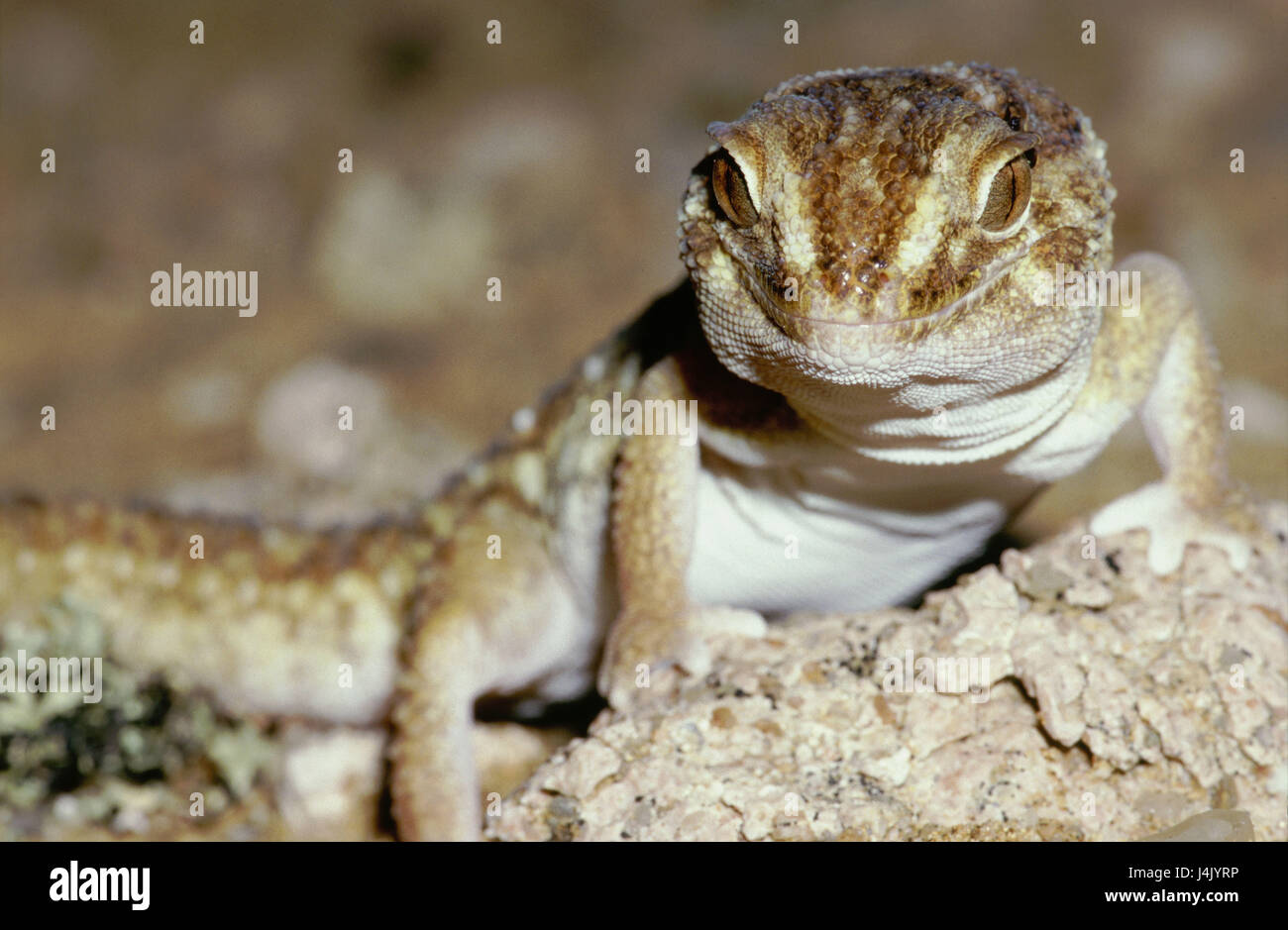 Sand Gecko, Chondrodactylus Angulifer außerhalb Afrikas, Südwest-Afrika, Namibia, in der Nähe Henties Bay, Kies Wüste, Tier, Tiere, Gecko, Grad Finger Gecko, Geckos, Gekkonidae, Haftzeher, Echse, Echsen, Reptilien, Reptilien Stockfoto