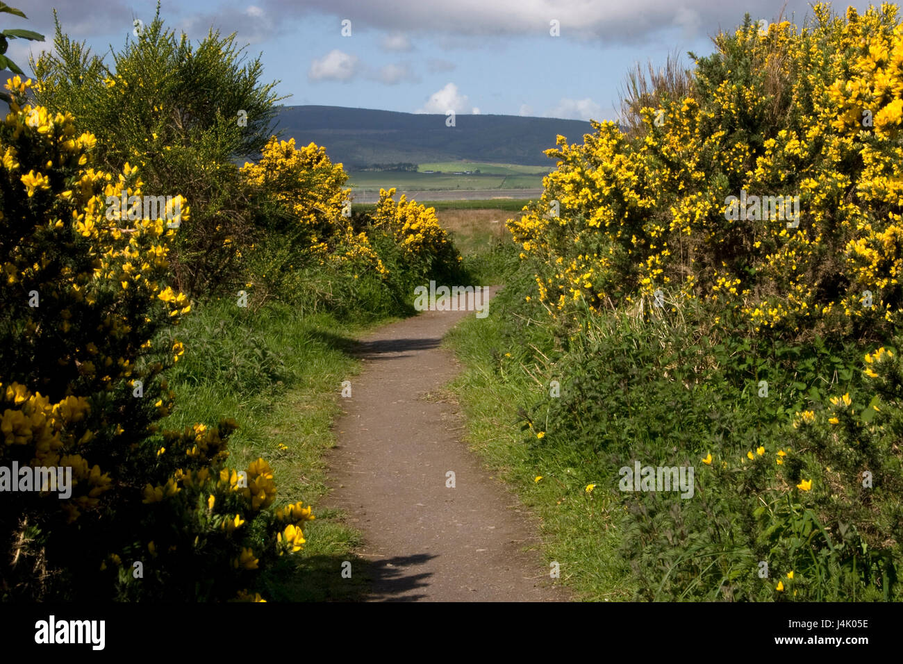 Weg gesäumt von Ginster-Büsche, Caerlaverock Nature Reserve; Solway Firth, Dumfries & Galloway, Schottland Stockfoto