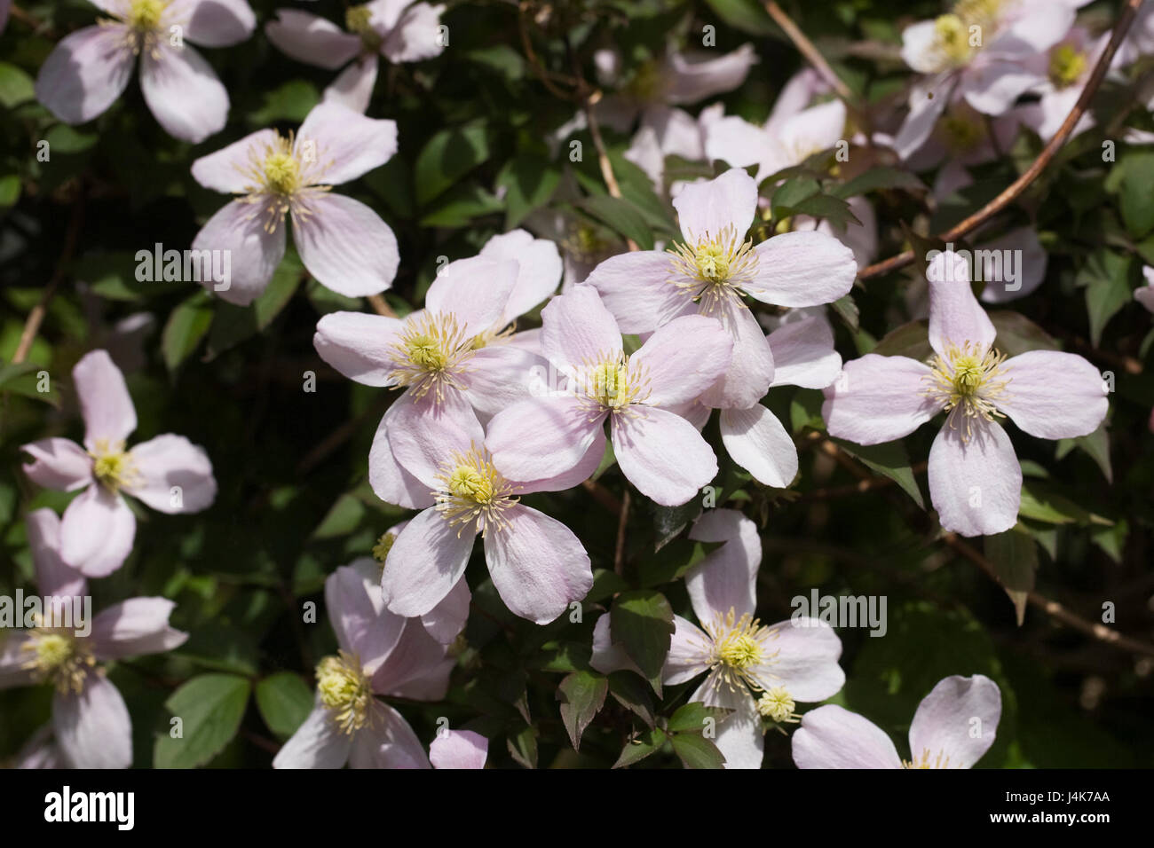Spring flowering clematis Fotos und Bildmaterial in hoher Auflösung