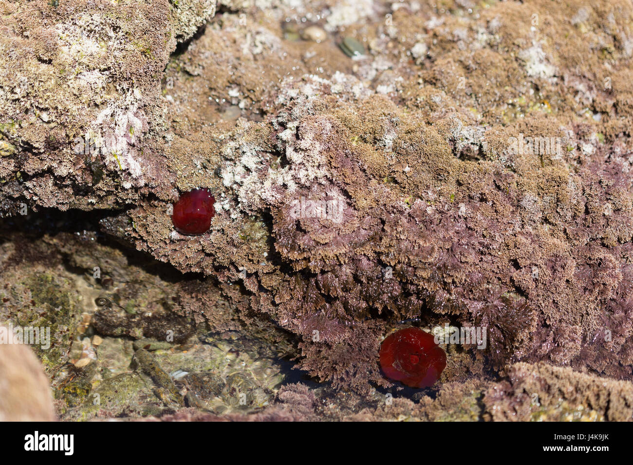 Horizontalen Schuss des roten Meeresschnecken an Felsen befestigt Stockfoto