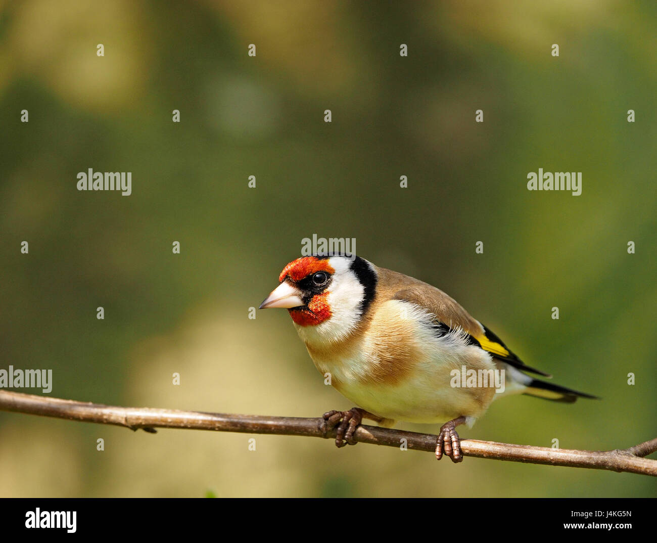 Porträt von spektakulären gut beleuchteten Stieglitz (Zuchtjahr Zuchtjahr) in schönen Pose mit guten Feder Detail in Cumbria, England UK Stockfoto
