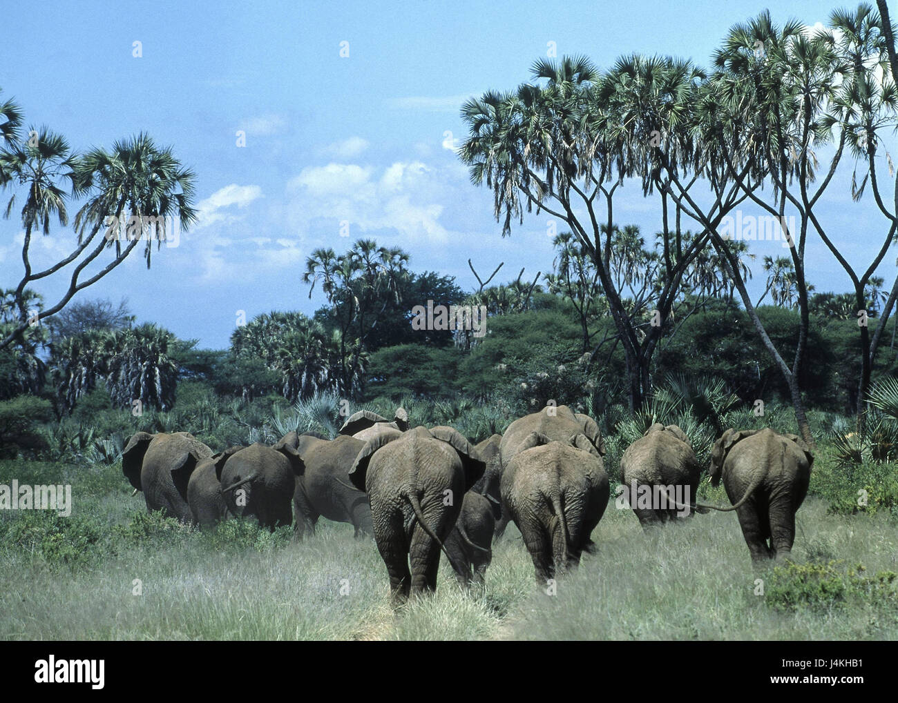 Basel-Landschaft, Afrikanische Elefanten, Loxodonta Africana, Rückenansicht Elefant, Herde, Rüsseltier, Landsäugetier, Säugetier, Stoßzähne, achatgrau, D Stockfoto