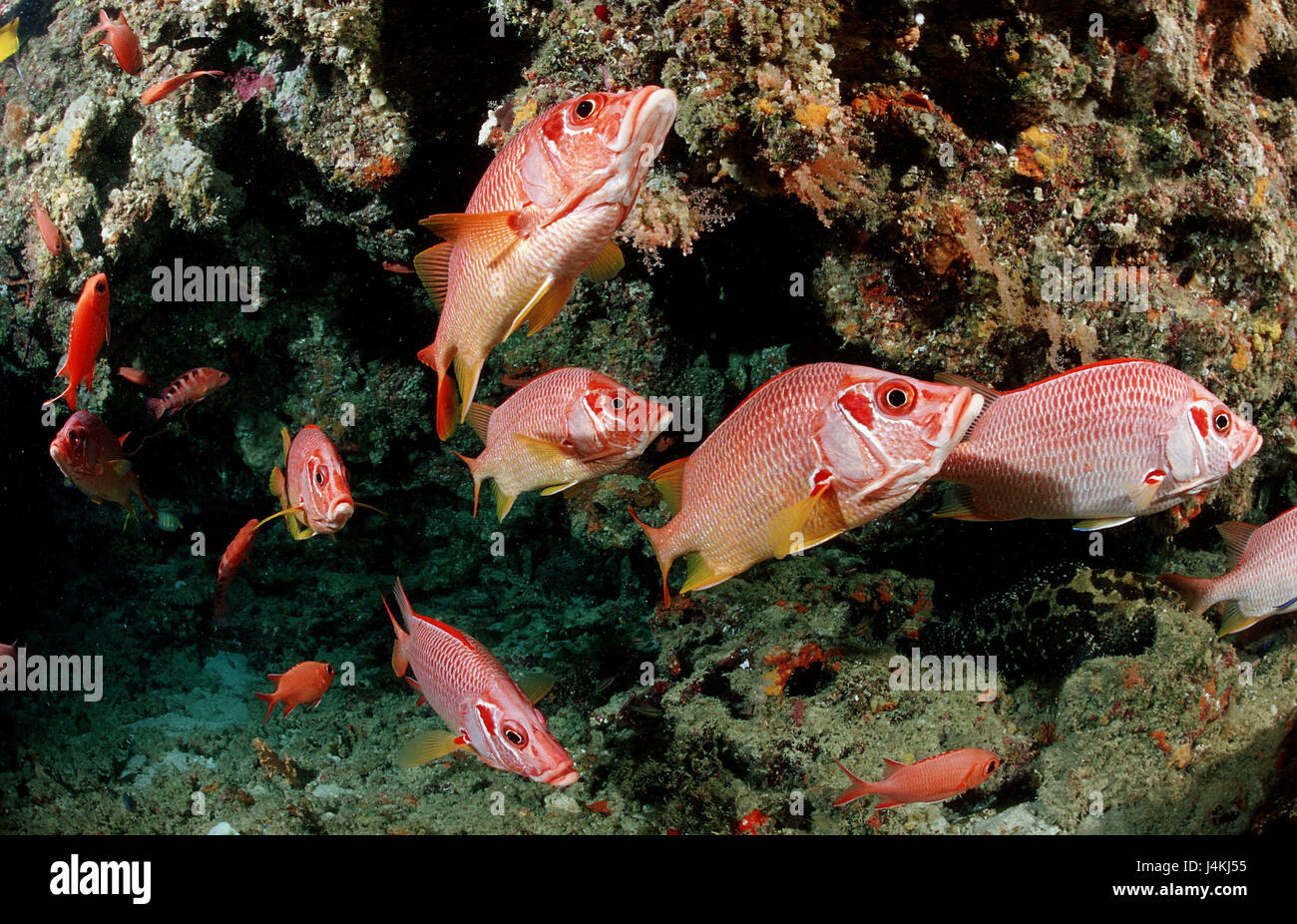 Große Spitze Husaren Fisch, Sargocentron Spiniferum, Riff Stockfoto