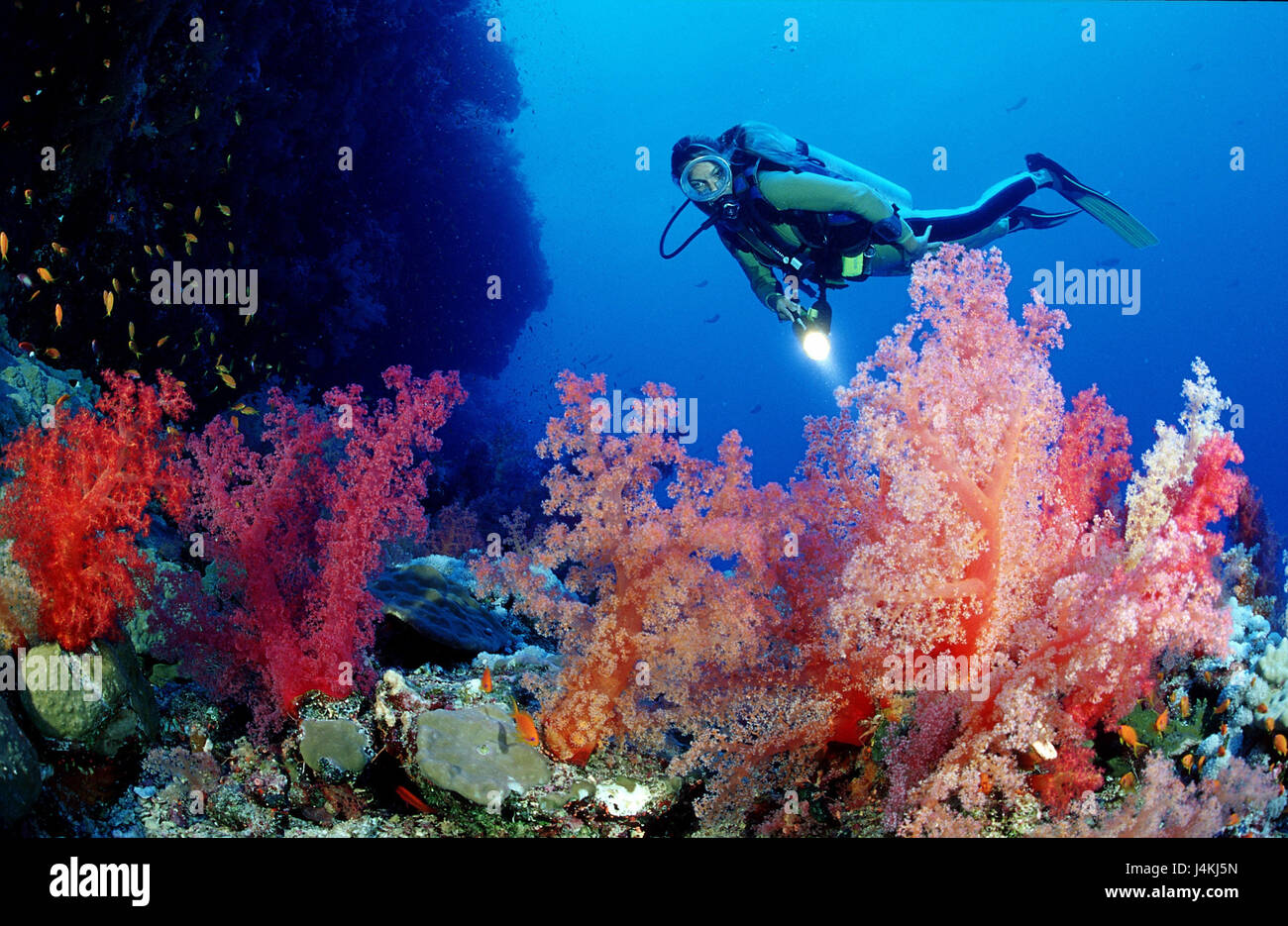 Taucher, Korallenriff, Weichkorallen Stockfoto