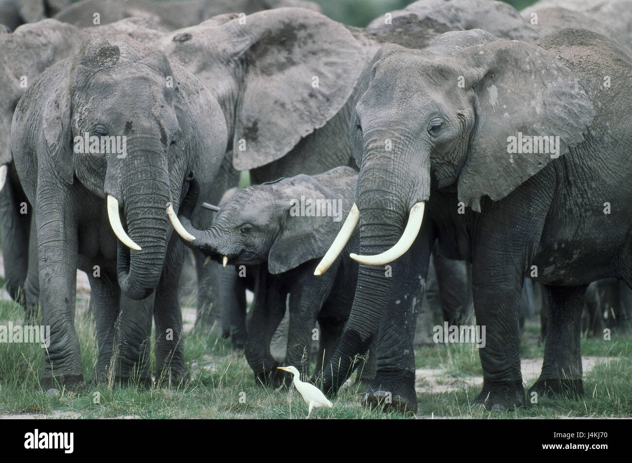 Afrikanische Elefanten, Loxodonta Africana, konzentriert sich, junge Tier Tiere, wilde Tiere, Säugetiere, Elefanten, Elefanten konzentriert sich, Stamm Tiere, Landsäugetiere, Dickhäuter, Einnahme, Tierwelt, Fauna Stockfoto