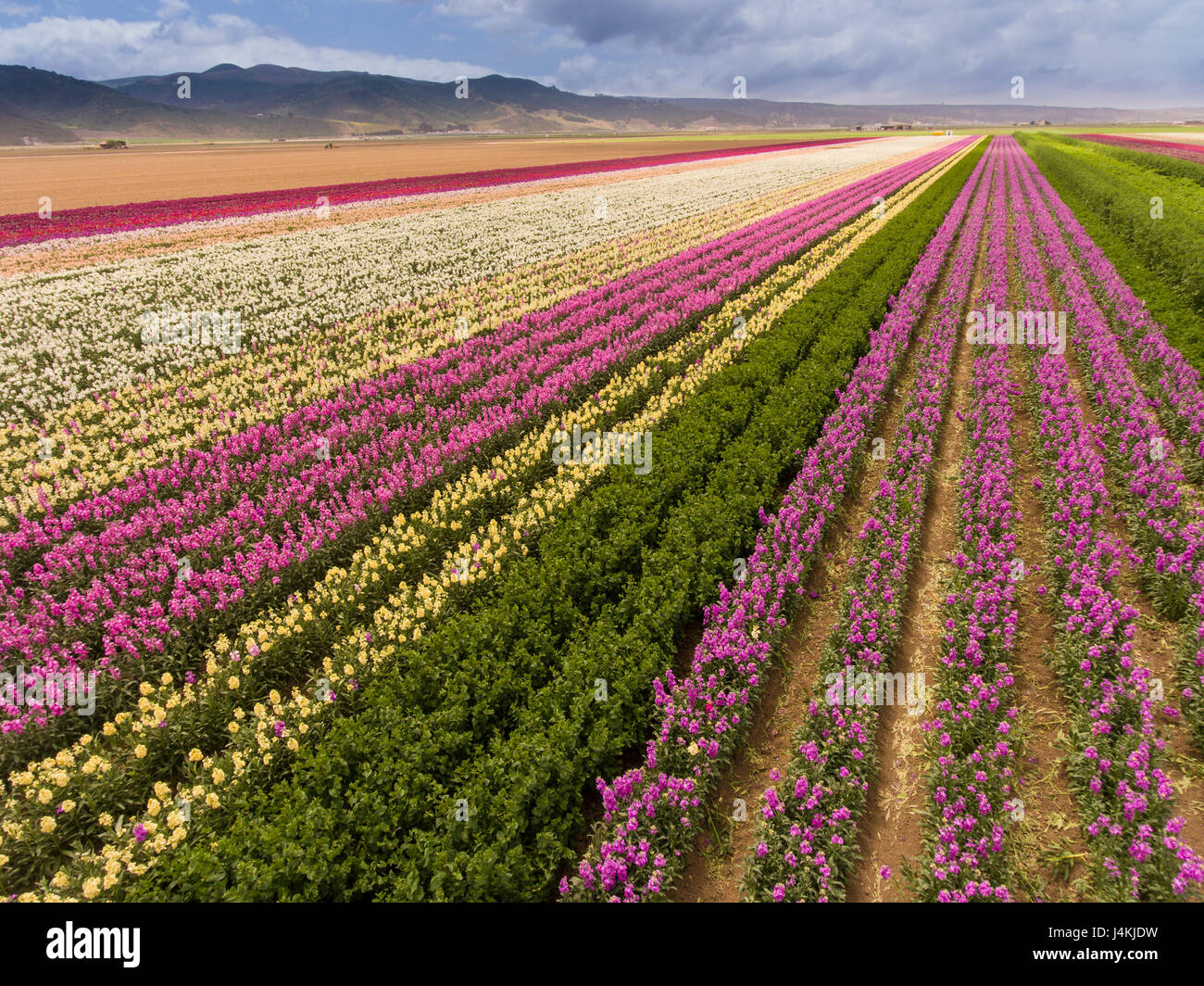 Antenne des kommerziellen Blumenfelder, Lompoc, Kalifornien Stockfoto