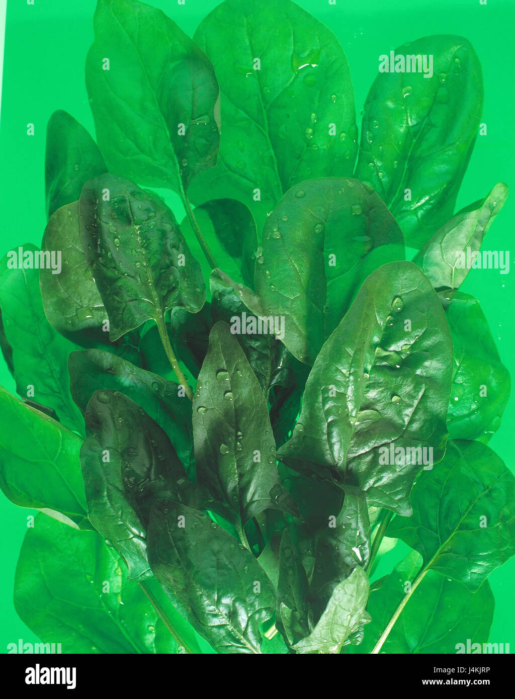 Blatt-Spinat-Stillleben, Spinat, Blattspinat, Spinacia, Gemüse, die Gans Fuß verlässt, Ernährung, gesund, reich an Vitamine, Vitamine, Hintergrund, grün Stockfoto