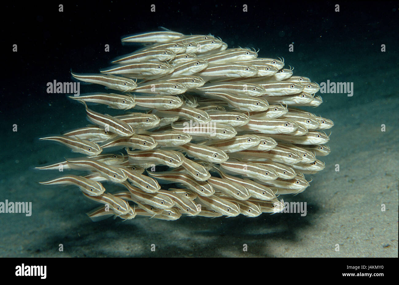 Fisch-Traum, Film-Koralle Europäische Welse, Plotosus lineatus Stockfoto