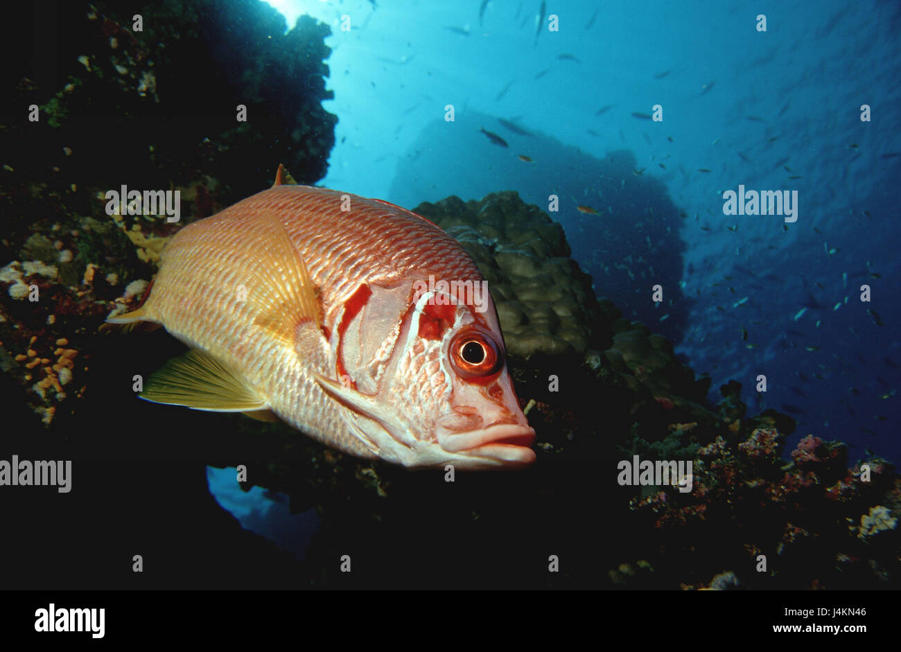 Große Spitze Husaren Fisch, Sargocentron spiniferum Stockfoto