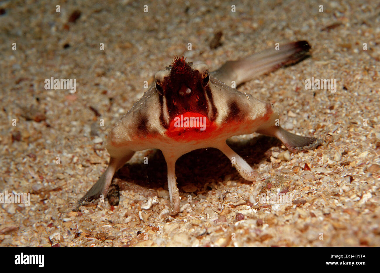 Rote Lippen-Fledermausfische, Ogcocephalus darwini Stockfoto