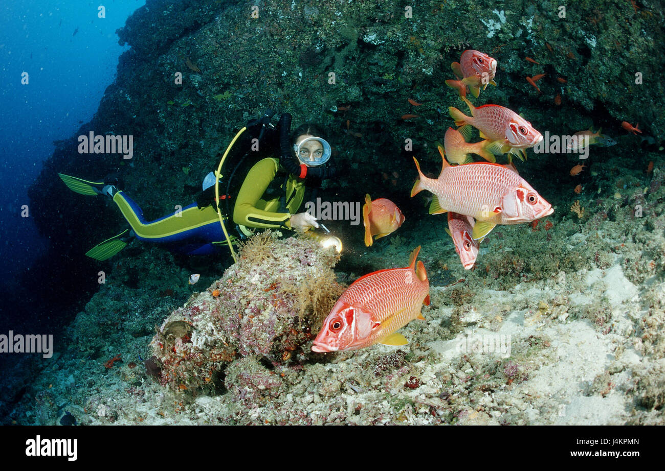 Große Spitze Husaren Fisch, Sargocentron Spiniferum, Taucher Stockfoto