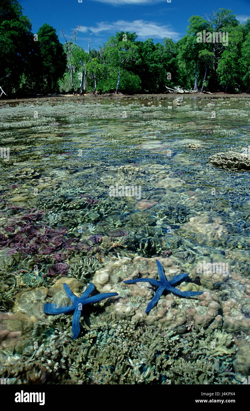 Meer, Untiefen Bereich, Seesternene, Korallen Stockfoto