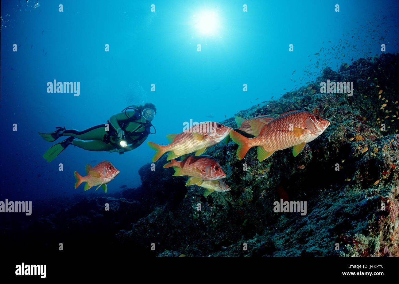 Große Spitze Husaren Fisch, Sargocentron Spiniferum, Taucher Stockfoto