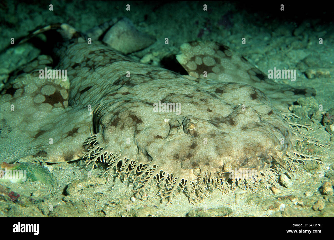 Gewinde Teppich Hai Eucrossorhinchus Dasypogon Stockfoto Bild
