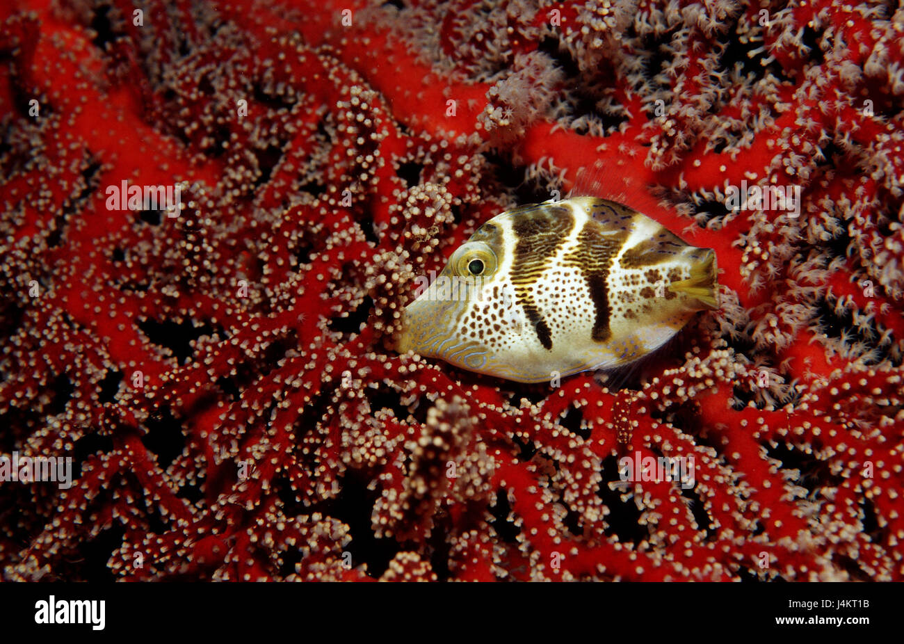 Col-Spitzen Kopf Kugel Fisch, Canthigaster Valentini, Koralle Stockfoto