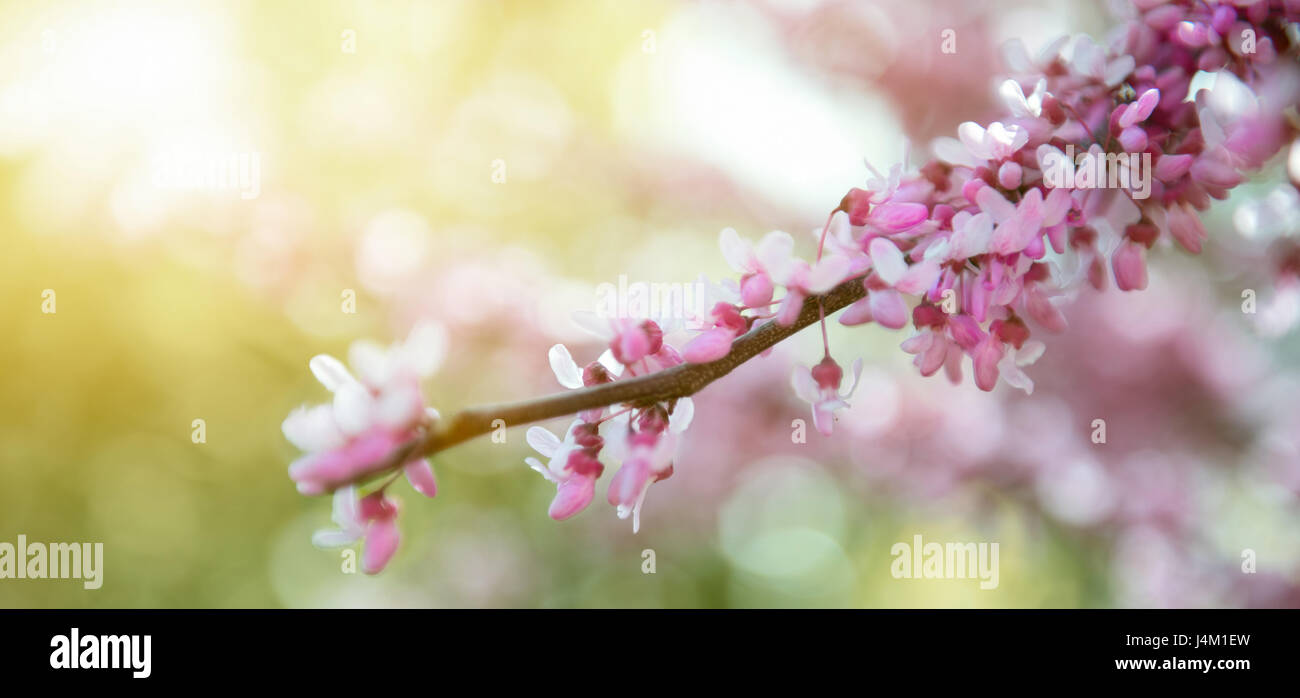 Sakura-Zweig, auf dem Hintergrund einer Bokeh Frühling Rahmen oder Hintergrund Kunst mit rosa Blüte rosa. Schöne Natur-Szene mit blühenden Baum und Sonne Stockfoto