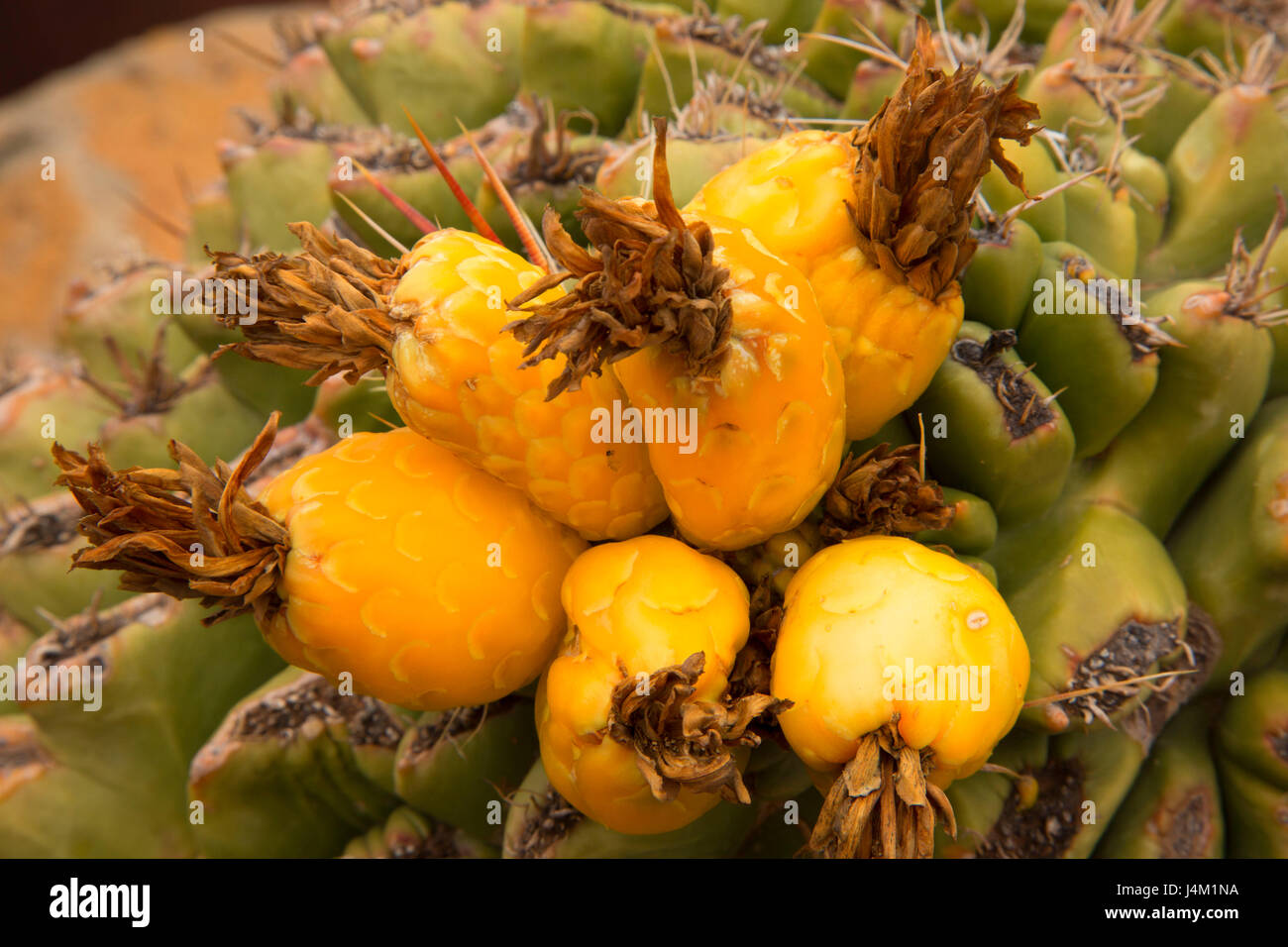 Barrel Cactus Obst, Tombstone, Arizona Stockfoto