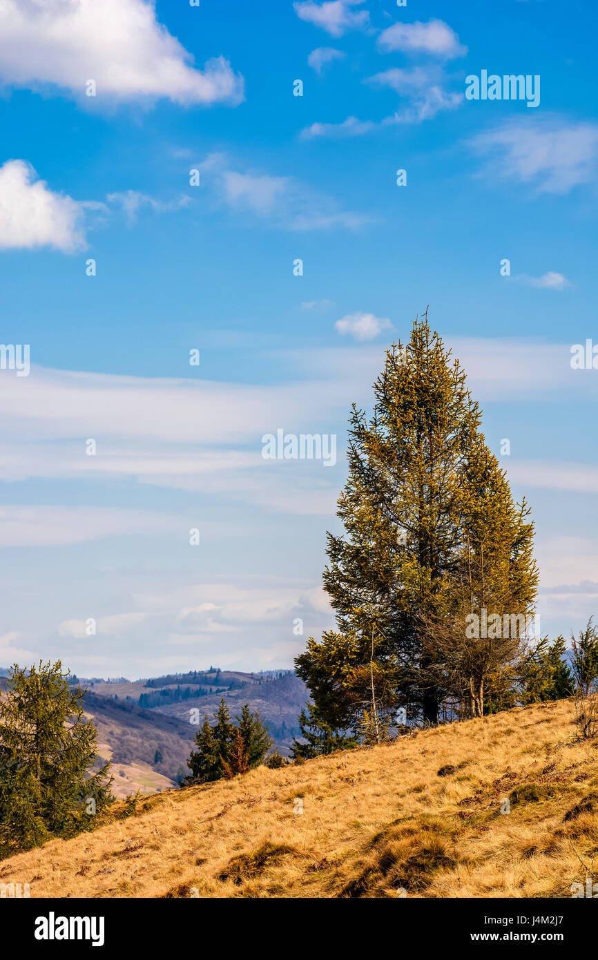 Fichtenwald am Berghang. Wiesen mit verwitterten Grass an sonnigen Tag mit blauem Himmel und Wolken. schönen Frühling Landschaft Stockfoto